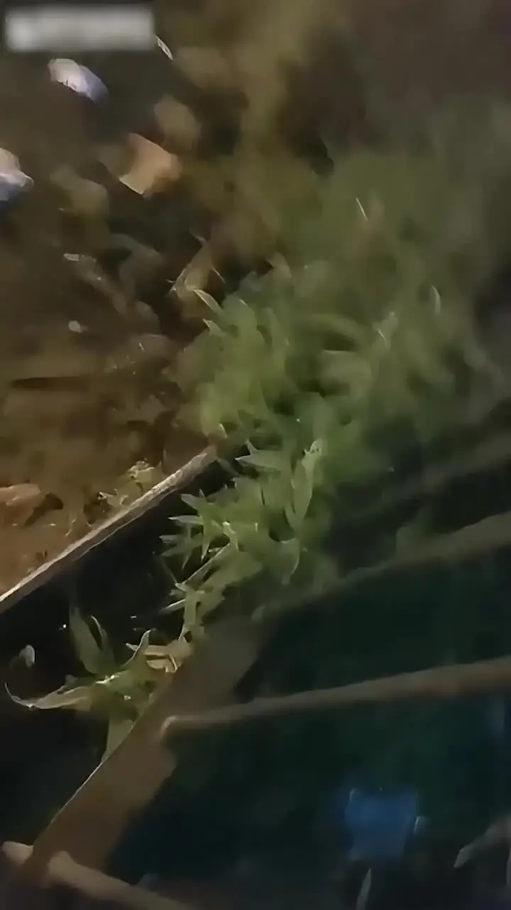 男 同 做爱 视频 - 【翻墙约操女大学生】被两个大哥无套操了，全程对白录像太精彩了，为了挣点生活费不容易