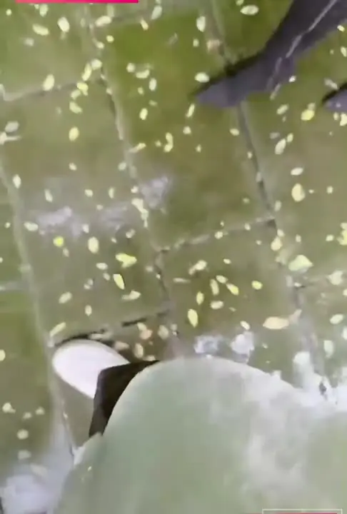 『极品乱伦』我和小姨子的秘密，与小姨子冒雨林中性爱，雨水顺着肉棒肆意流淌，与精液一起灌入骚穴！